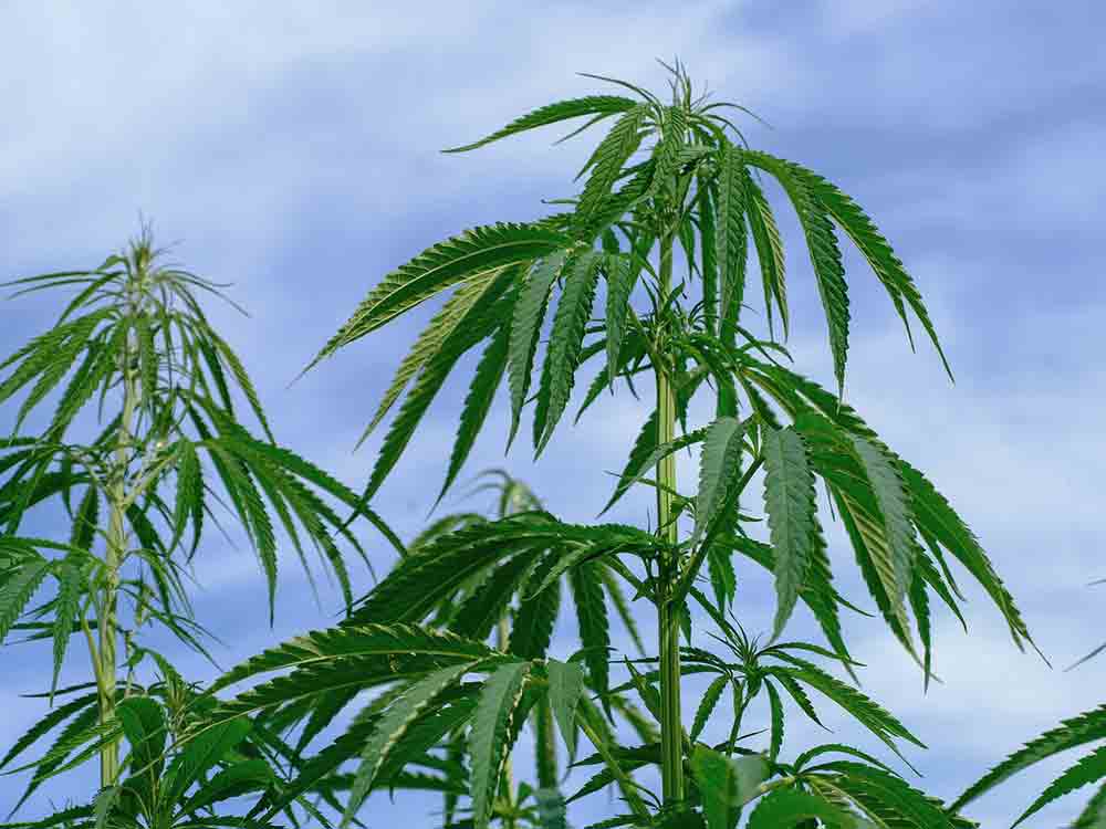 Martin Fuchs und Domenico Kaleyta – Chancen und Gefahren mit dem Green-Medical-Business – Wirtschaftsfaktor THC Martin Fuchs und Domenico Kaleyta – Chancen und Gefahren mit dem Green-Medical-Business – Wirtschaftsfaktor THC