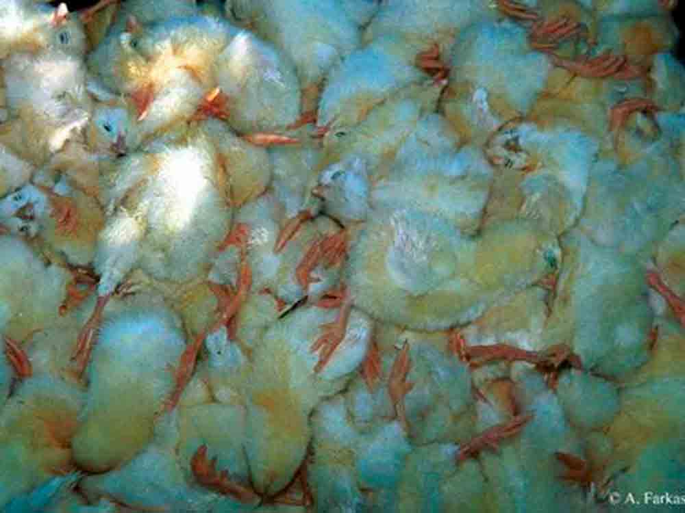 Kükentöten ab 1. Januar 2022 verboten – Tierschutzprobleme bleiben, Tierschutzbund fordert Abkehr von der Hochleistungszucht Kükentöten ab 1. Januar 2022 verboten – Tierschutzprobleme bleiben, Tierschutzbund fordert Abkehr von der Hochleistungszucht