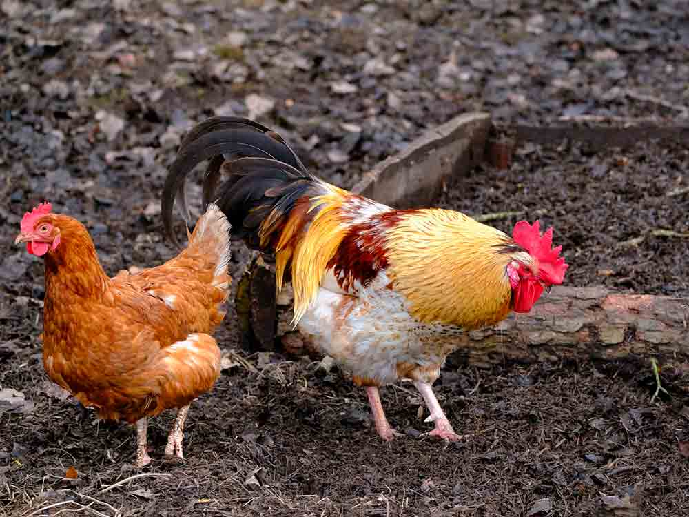 Gütersloh: Geflügelpest (Aviäre Influenza), Stallpflicht für Geflügel aufgehoben