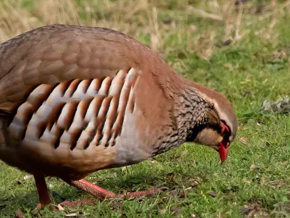 Tag des Artenschutzes am 3. März 2022 gilt auch für heimische Wildtiere