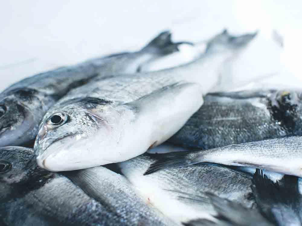 Nur noch jeder 5. Fisch aus deutschem Fang, »End of Fish Day« 2022 so früh wie noch nie Nur noch jeder 5. Fisch aus deutschem Fang, »End of Fish Day« 2022 so früh wie noch nie