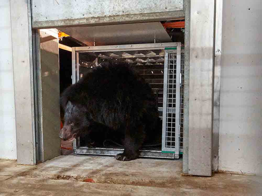Kragenbärin aus der Ukraine gerettet, Malvina zieht ins Tierschutzzentrum Weidefeld des Deutschen Tierschutzbundes in Schleswig-Holstein Kragenbärin aus der Ukraine gerettet, Malvina zieht ins Tierschutzzentrum Weidefeld des Deutschen Tierschutzbundes in Schleswig-Holstein