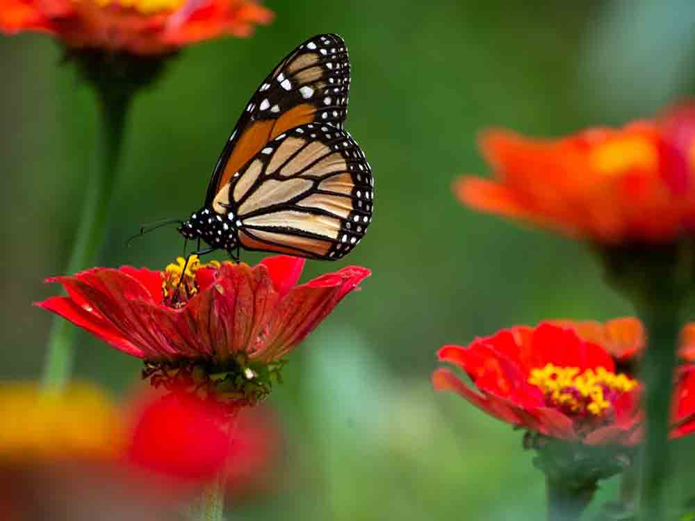 Anzeige: Insektenwelt für Ahnungslose, Krabbeltiere sehen und lieben lernen Anzeige: Insektenwelt für Ahnungslose, Krabbeltiere sehen und lieben lernen