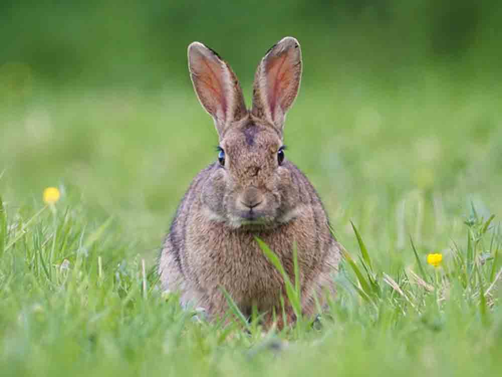 Wo wohnt der Osterhase? Bürger können Sichtungen von Wildkaninchen und Feldhasen melden Wo wohnt der Osterhase? Bürger können Sichtungen von Wildkaninchen und Feldhasen melden