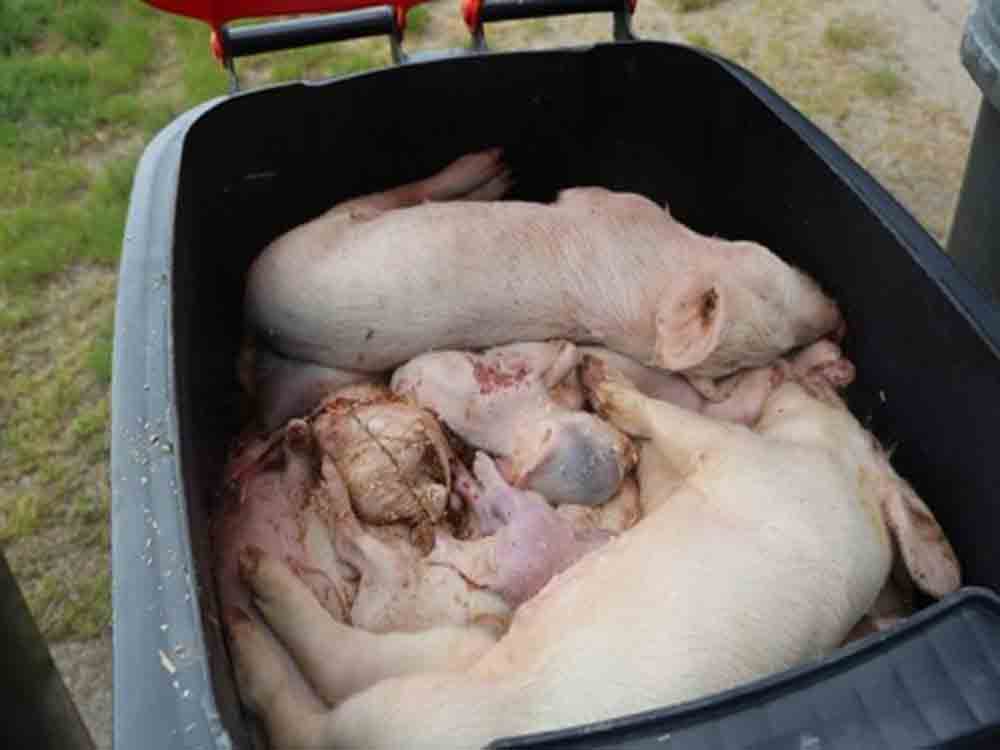 Deutsches Tierschutzbüro, lebende Ferkel in Kadaver Tonne in Brandenburger Schweinezucht gefunden Deutsches Tierschutzbüro, lebende Ferkel in Kadaver Tonne in Brandenburger Schweinezucht gefunden