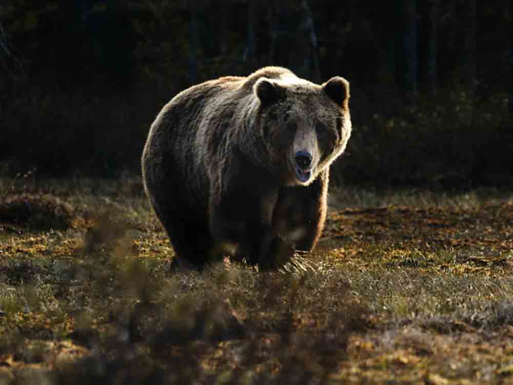 Deutscher Tierschutzbund auf Tierheimtour in Schleswig-Holstein, »Frühlingserwachen der Bären« im Tierschutzzentrum Weidefeld Deutscher Tierschutzbund auf Tierheimtour in Schleswig-Holstein, »Frühlingserwachen der Bären« im Tierschutzzentrum Weidefeld
