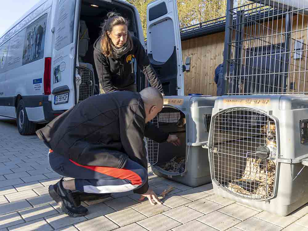Hilfsaktion des Deutschen Tierschutzbundes, evakuierte Hunde und Katzen aus Odessa erreichen Einrichtungen in Bayern und Schleswig-Holstein Hilfsaktion des Deutschen Tierschutzbundes, evakuierte Hunde und Katzen aus Odessa erreichen Einrichtungen in Bayern und Schleswig-Holstein