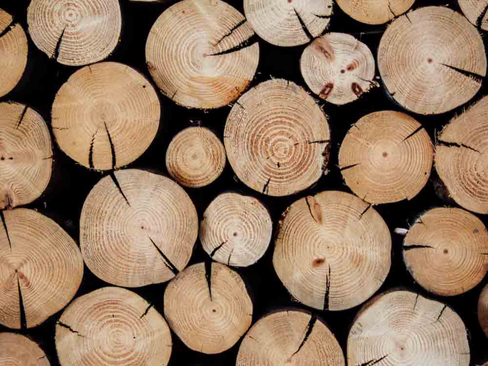 25. April 2022, Tag des Baumes, CO2 Fußabdruck von Holz korrekt berechnen 25. April 2022, Tag des Baumes, CO2 Fußabdruck von Holz korrekt berechnen