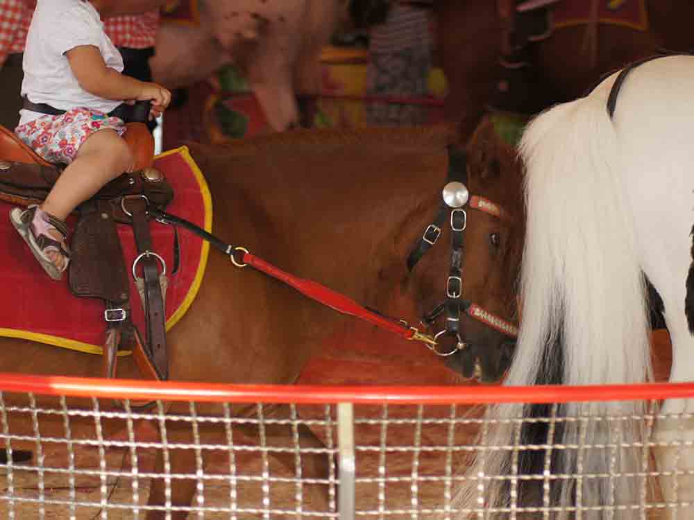 »Schluss mit Gütersloher Ponyquälerei«, fordert Astrid Reinke, Vorsitzende des Vereins Achtung für Tiere »Schluss mit Gütersloher Ponyquälerei«, fordert Astrid Reinke, Vorsitzende des Vereins Achtung für Tiere