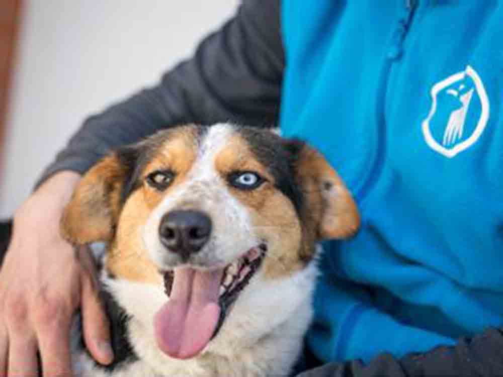 10 Millionen Euro für Ukraine Tiere, Deutscher Tierschutzbund begrüßt Regierungsbeschluss 10 Millionen Euro für Ukraine Tiere, Deutscher Tierschutzbund begrüßt Regierungsbeschluss