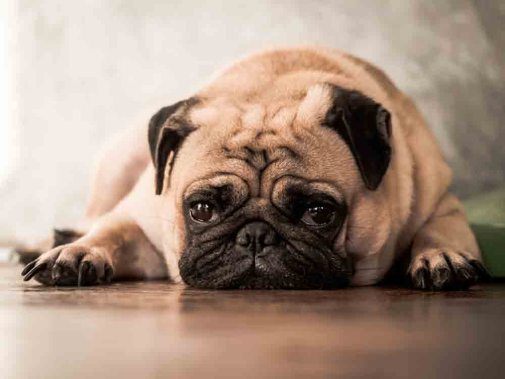 Bundesverband für Tiergesundheit, Qualzuchten, das Leid der niedlichen Hunde Bundesverband für Tiergesundheit, Qualzuchten, das Leid der niedlichen Hunde