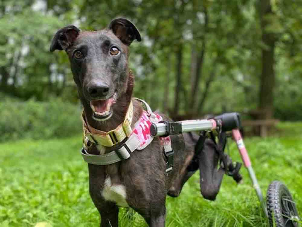 Keine Angst vor Handicap Tieren, Tierschutzbund ermutigt zur Adoption von Tierheimtieren mit Behinderung Keine Angst vor Handicap Tieren, Tierschutzbund ermutigt zur Adoption von Tierheimtieren mit Behinderung