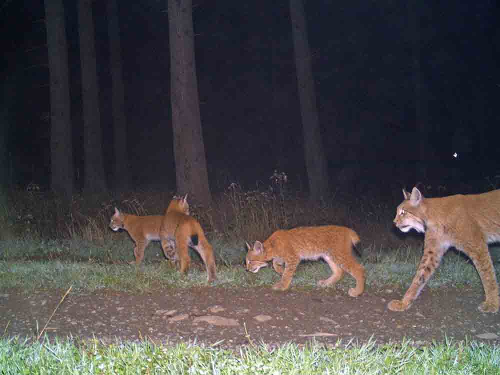 Tag des Luchses, mehr Hilfe für die Pinselohren nötig, zu wenig Tiere für einen stabilen Bestand Tag des Luchses, mehr Hilfe für die Pinselohren nötig, zu wenig Tiere für einen stabilen Bestand