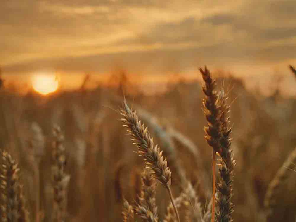 Farm to Fork-Strategie, pauschale Halbierung des Pflanzenschutzes darf Ernährungssicherung nicht gefährden Farm to Fork-Strategie, pauschale Halbierung des Pflanzenschutzes darf Ernährungssicherung nicht gefährden