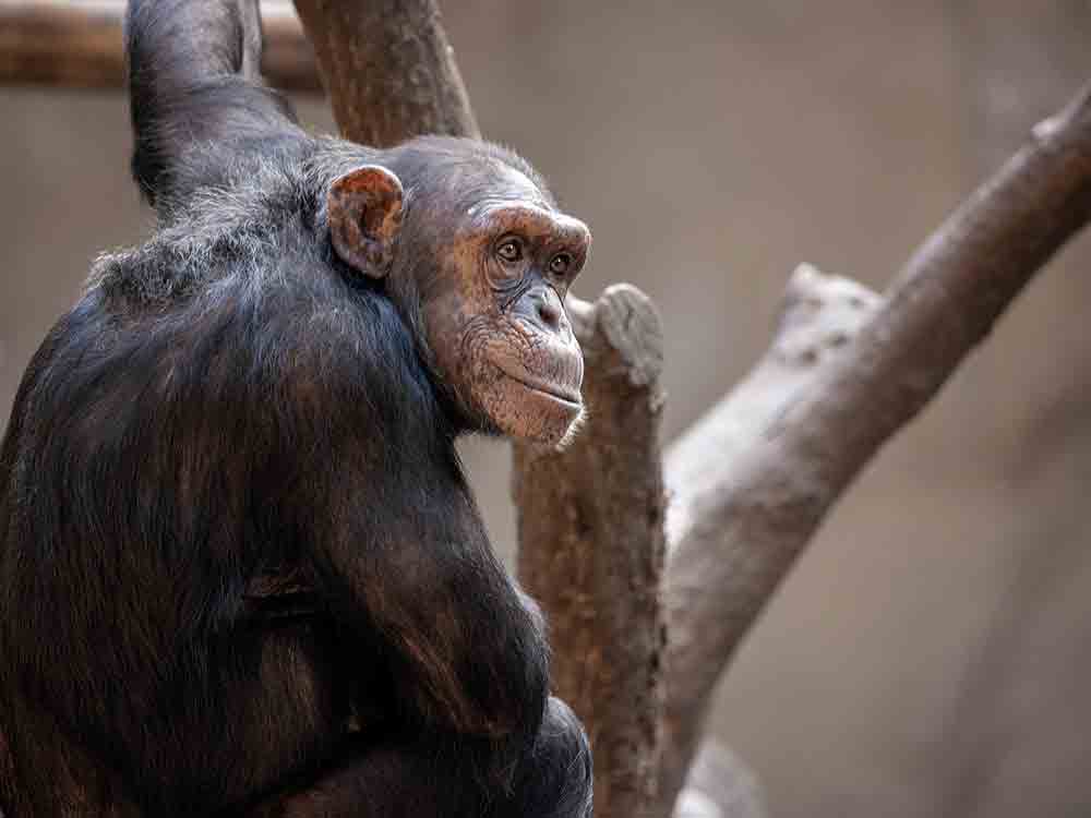Peta, neues Gutachten schürt Zweifel an Gesundheitszustand der Schimpansen im Krefelder Zoo Peta, neues Gutachten schürt Zweifel an Gesundheitszustand der Schimpansen im Krefelder Zoo