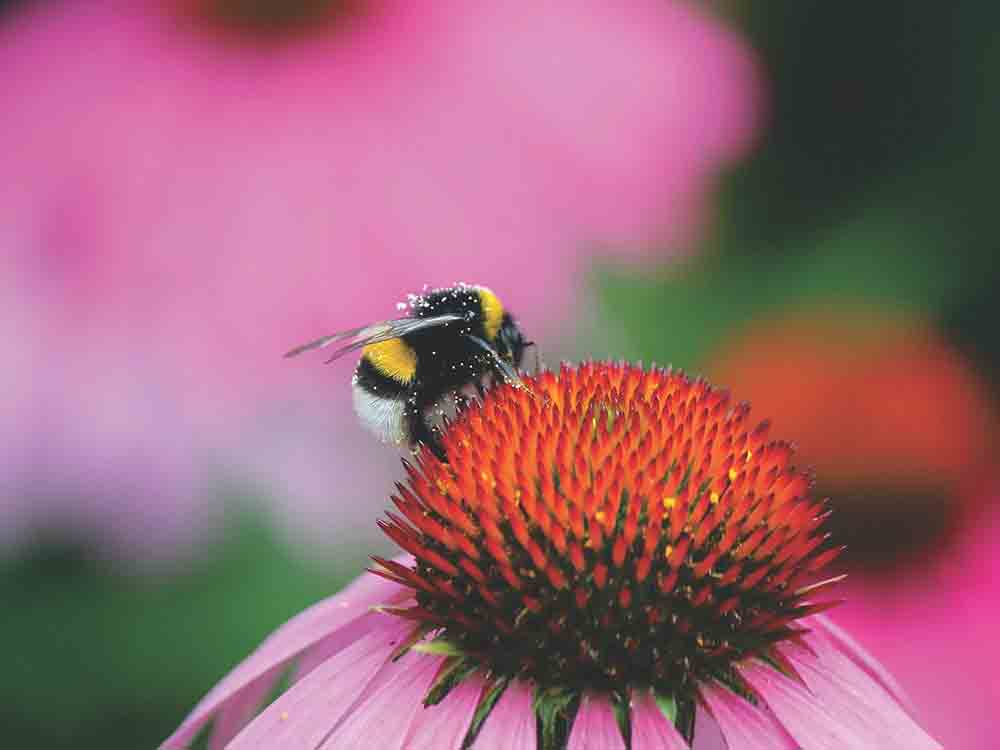 NABU, machen Hummeln Urlaub? Insektensommer geht in die 2. Runde, vom 5. bis zum 14. August 2022 Sechsbeiner beobachten und zählen