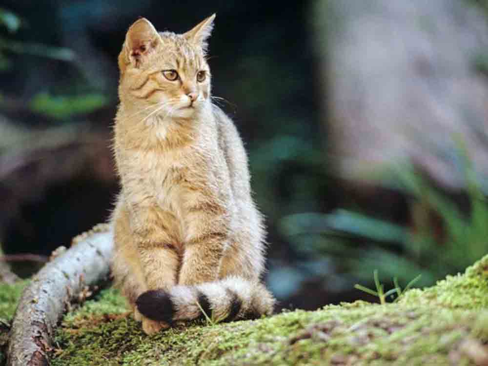 Weltkatzentag, alle Hauskatzenbesitzer können einen Beitrag zum Wildkatzenschutz leisten Weltkatzentag, alle Hauskatzenbesitzer können einen Beitrag zum Wildkatzenschutz leisten