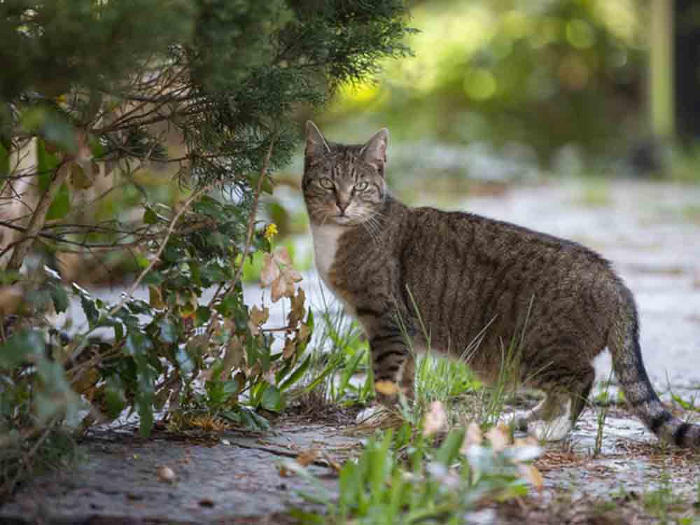 Bundesverband für Tiergesundheit, manche Lungenwürmer sind auf Katzen spezialisiert Bundesverband für Tiergesundheit, manche Lungenwürmer sind auf Katzen spezialisiert