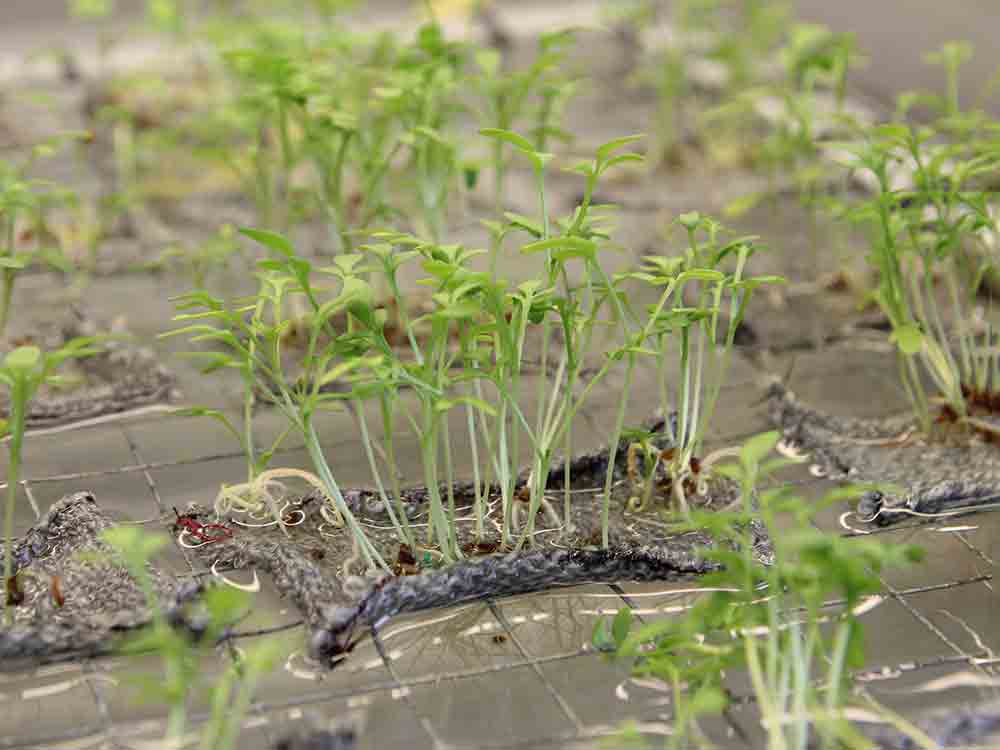Bielefeld, Tipp für die Herbstferien, Premiere für Leineweber Future Camp, kostenloser Workshop ab der 8. Klasse, Stoff, halt die Kresse, Oktober 2022 Bielefeld, Tipp für die Herbstferien, Premiere für Leineweber Future Camp, kostenloser Workshop ab der 8. Klasse, Stoff, halt die Kresse, Oktober 2022