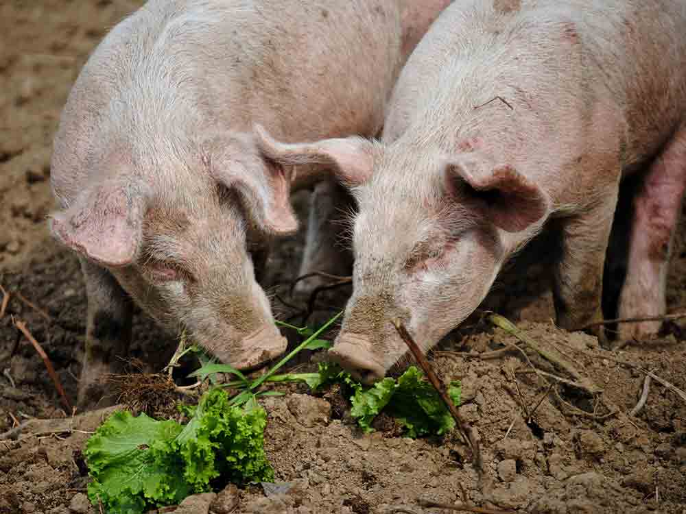 Neuland kritisiert Entwurf zum Tierhaltungskennzeichnungsgesetz und erwartet Bundesprogramm zum Umbau der Tierhaltung