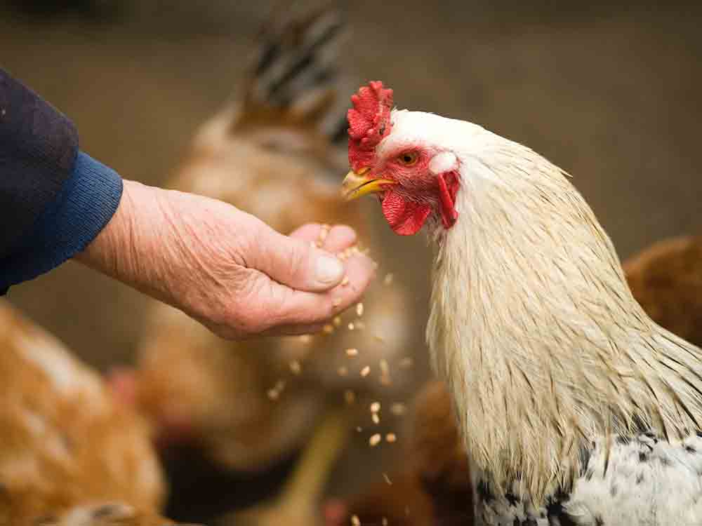 Schnelle Schutzimpfung zur Bekämpfung von AI gefordert, dramatische Vogelgrippe Situation bedroht Existenz deutscher Geflügelhalter