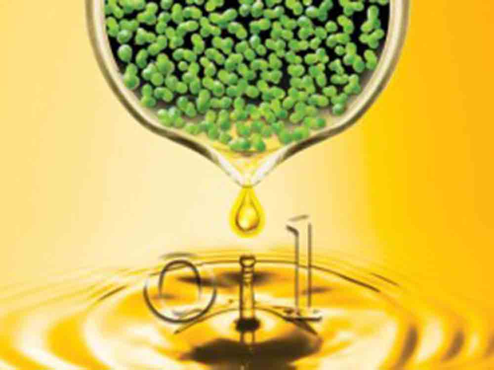 Forscher machen aus Wasserlinsen Biodiesel