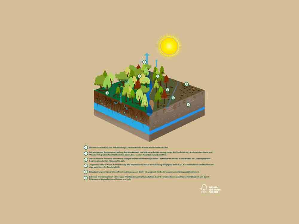 Forest Stewardship Council (FSC), wenn wir jetzt nicht handeln, geht uns immer mehr Wald verloren Forest Stewardship Council (FSC), wenn wir jetzt nicht handeln, geht uns immer mehr Wald verloren