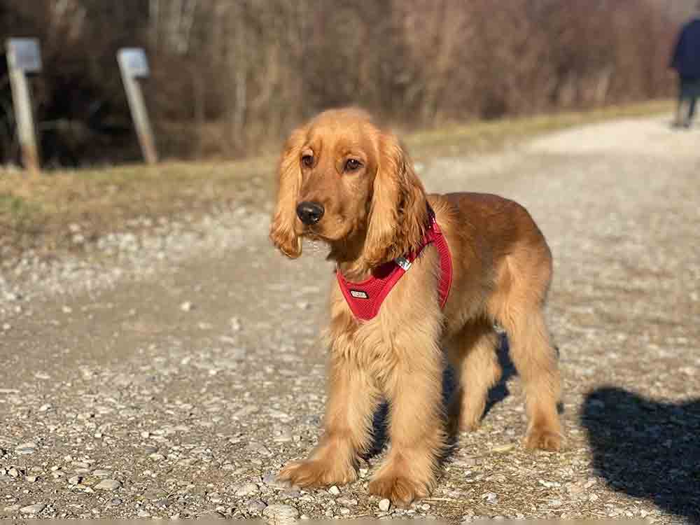 Anbandeln mit Hund, neue Mini Reihe in Wir in Bayern im BR Fernsehen Anbandeln mit Hund, neue Mini Reihe in Wir in Bayern im BR Fernsehen