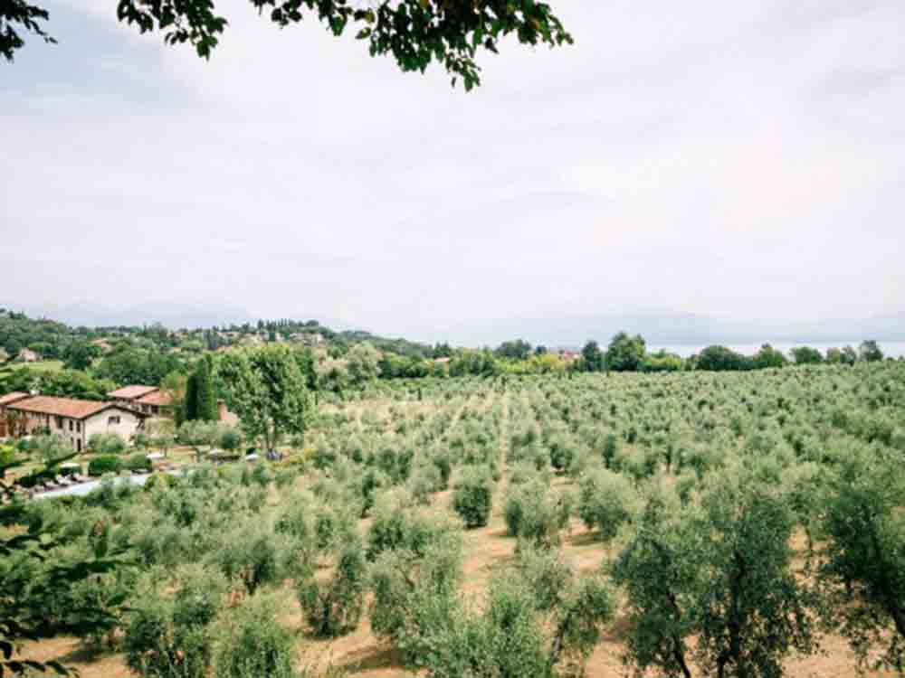 Vorräte für zu Hause aus dem Hofladen am Gardasee, Olivenöl, Parmigiano Reggiano, Grana Padano, Konfitüren Vorräte für zu Hause aus dem Hofladen am Gardasee, Olivenöl, Parmigiano Reggiano, Grana Padano, Konfitüren