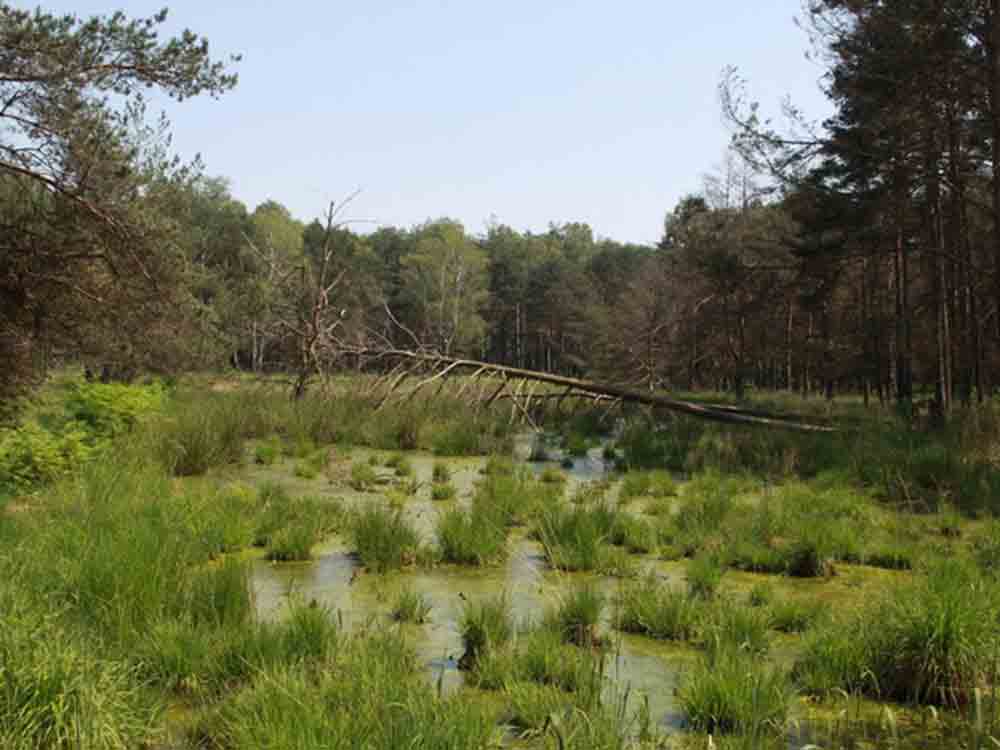 DBU, Moorschutz im Naturerbe Weißhaus, Stiftungstochter aus Osnabrück vernässt Niedermoore in Brandenburg DBU, Moorschutz im Naturerbe Weißhaus, Stiftungstochter aus Osnabrück vernässt Niedermoore in Brandenburg