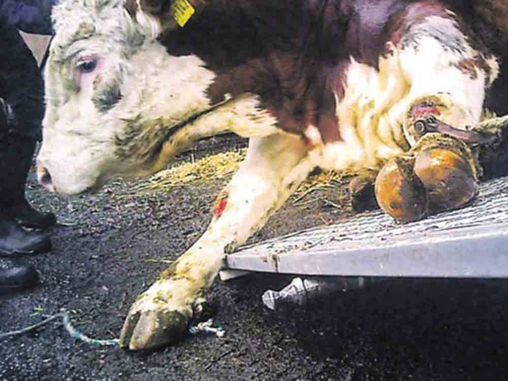 Kranke Tiere mißhandelt und geschlachtet, Haftstrafen im Schlachthof Skandal von Stade