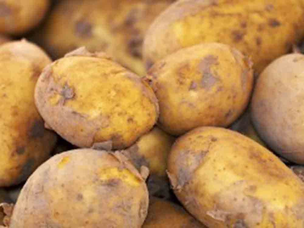 Glykoalkaloide entpuppen sich als Krebskiller, Kartoffeln und Tomaten laut Adam Mickiewicz University als neuer Ansatz gegen Krankheiten Glykoalkaloide entpuppen sich als Krebskiller, Kartoffeln und Tomaten laut Adam Mickiewicz University als neuer Ansatz gegen Krankheiten