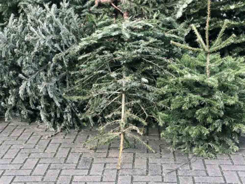 Gütersloh, wo kommt der ausgediente Weihnachtsbaum hin? Sammelaktionen in Gütersloh nach dem Fest 2022. Gütersloh, wo kommt der ausgediente Weihnachtsbaum hin? Sammelaktionen in Gütersloh nach dem Fest 2022.