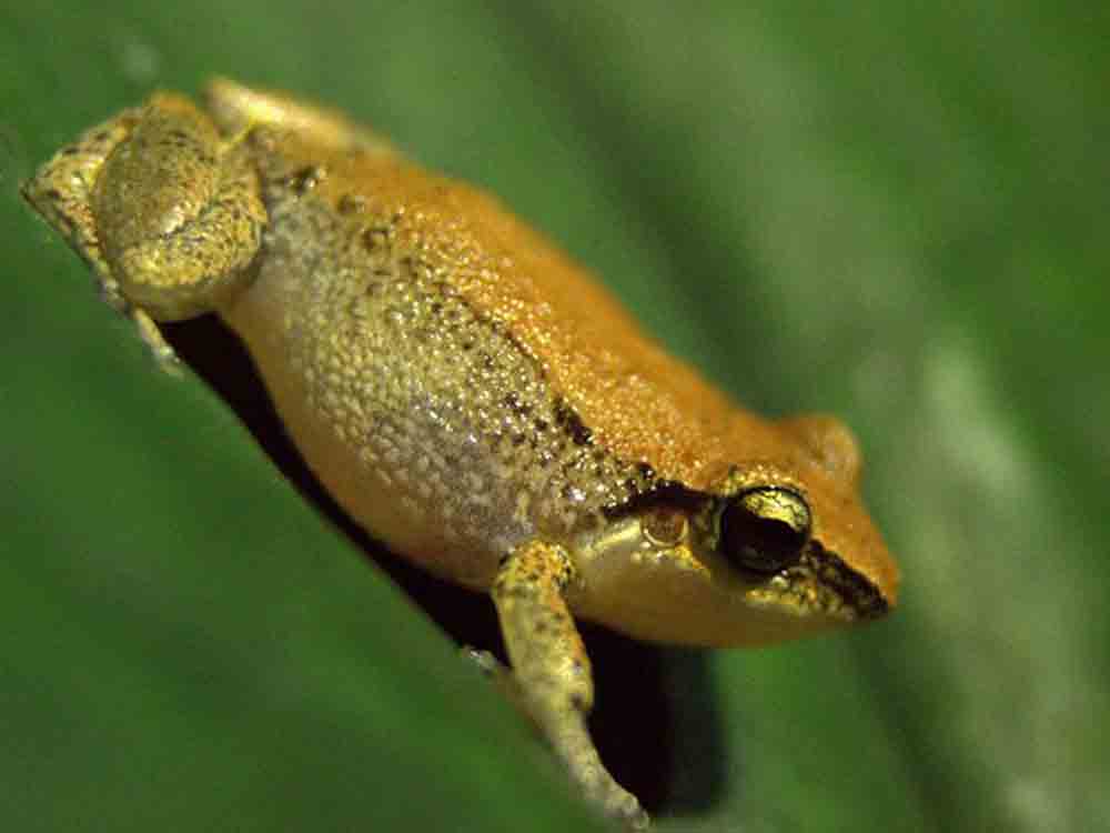 Ungewöhnliche Frosch Invasion, Senckenberg Forschungsinstitut und Naturmuseen Ungewöhnliche Frosch Invasion, Senckenberg Forschungsinstitut und Naturmuseen