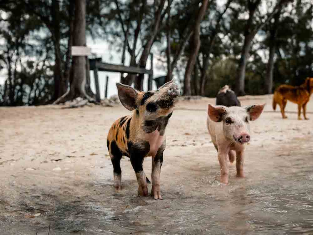 Deutscher Tierschutzbund betont vor der Grünen Woche: Staatliches Kennzeichen ist kein Tierschutzlabel und auch kein Tierwohllabel