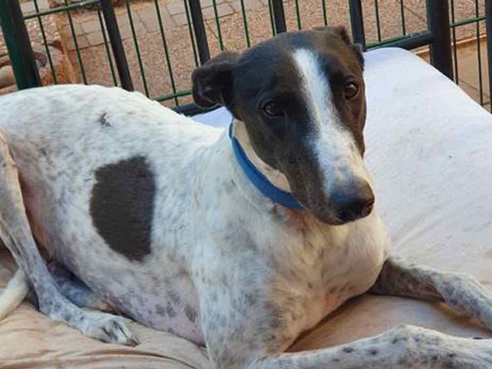 Greyhound stammt aus Animal Hoarding Fall in Rheinland Pfalz, »Tiersammel Sucht« ist großes Tierschutzproblem Greyhound stammt aus Animal Hoarding Fall in Rheinland Pfalz, »Tiersammel Sucht« ist großes Tierschutzproblem