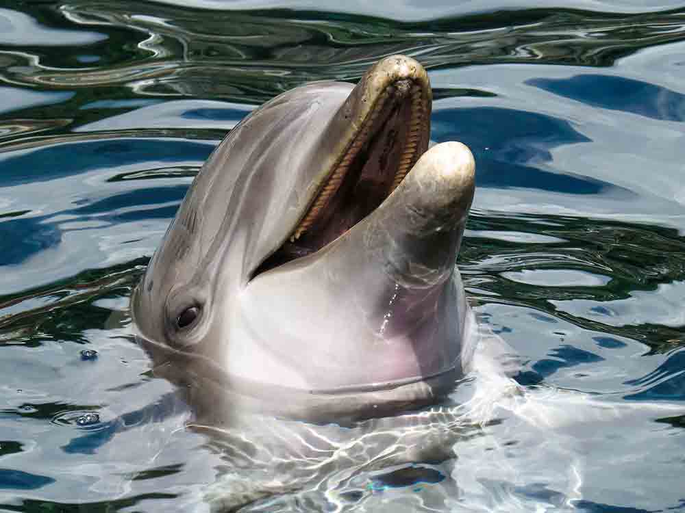 Delfinarium Duisburg stellt Delfinkind Domingo vor: Peta ruft Familien auf, keine Eintrittskarten zu kaufen