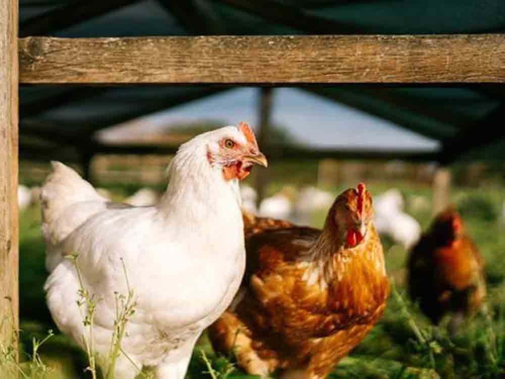 Tag des Zweinutzungshuhns am 22. Januar 2023, robustere und gesündere Hühnerrassen fördern