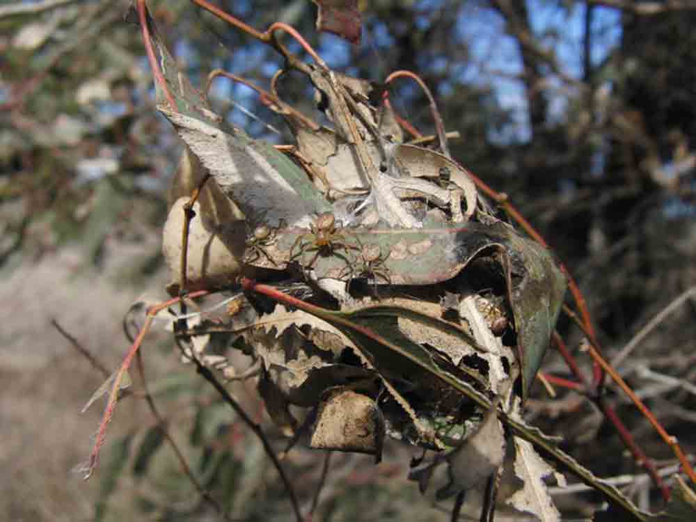 Australische Spinne Australomisidia ergandros: Männchen kooperieren häufiger als Weibchen