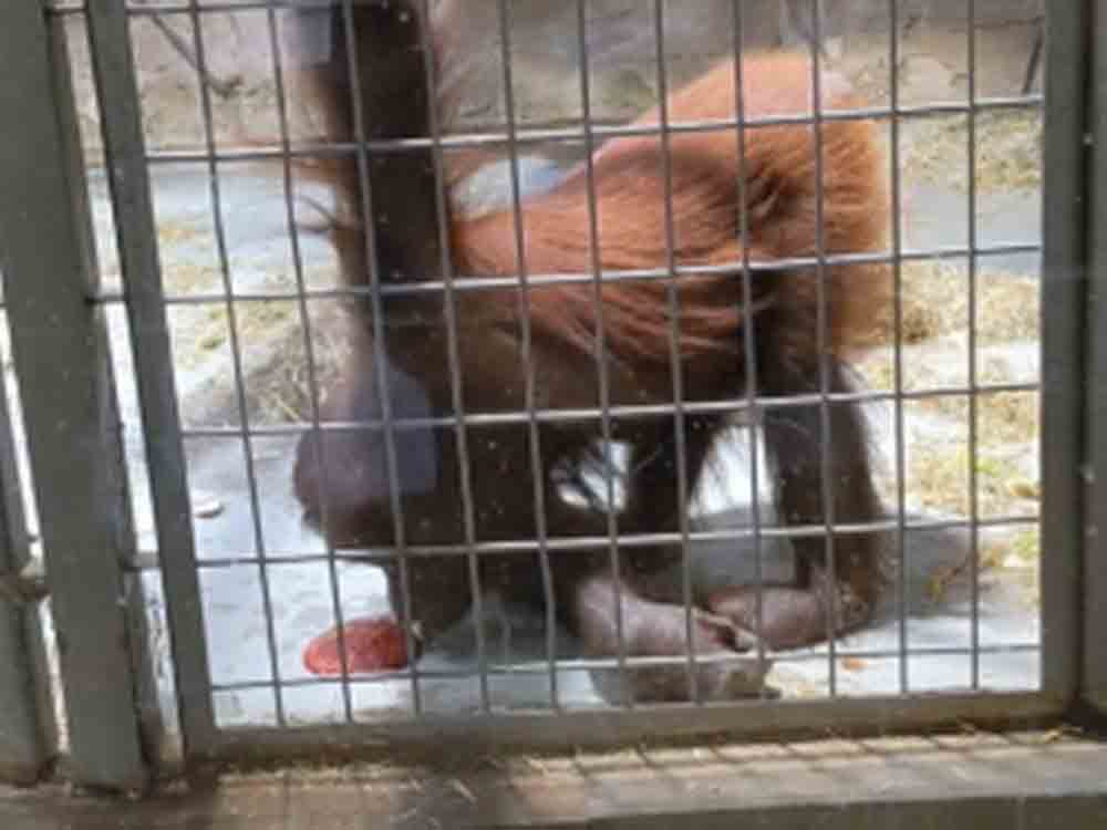 Trotz dokumentierter Verhaltensstörung bei Orang Utan: Ermittlungsverfahren gegen Zoo Duisburg eingestellt, Peta fordert unabhängiges Gutachten Trotz dokumentierter Verhaltensstörung bei Orang Utan: Ermittlungsverfahren gegen Zoo Duisburg eingestellt, Peta fordert unabhängiges Gutachten