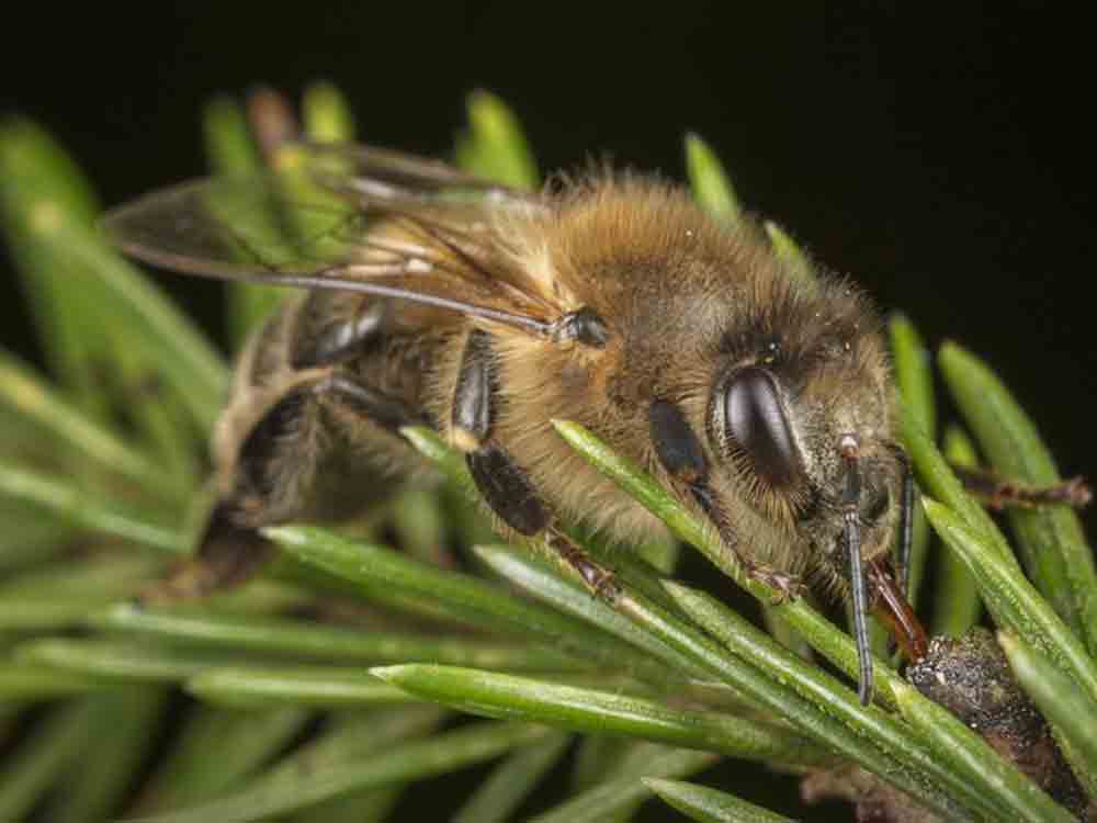 Wie bienenfreundlich ist der Wald? Julius Maximilians Universität Würzburg Wie bienenfreundlich ist der Wald? Julius Maximilians Universität Würzburg