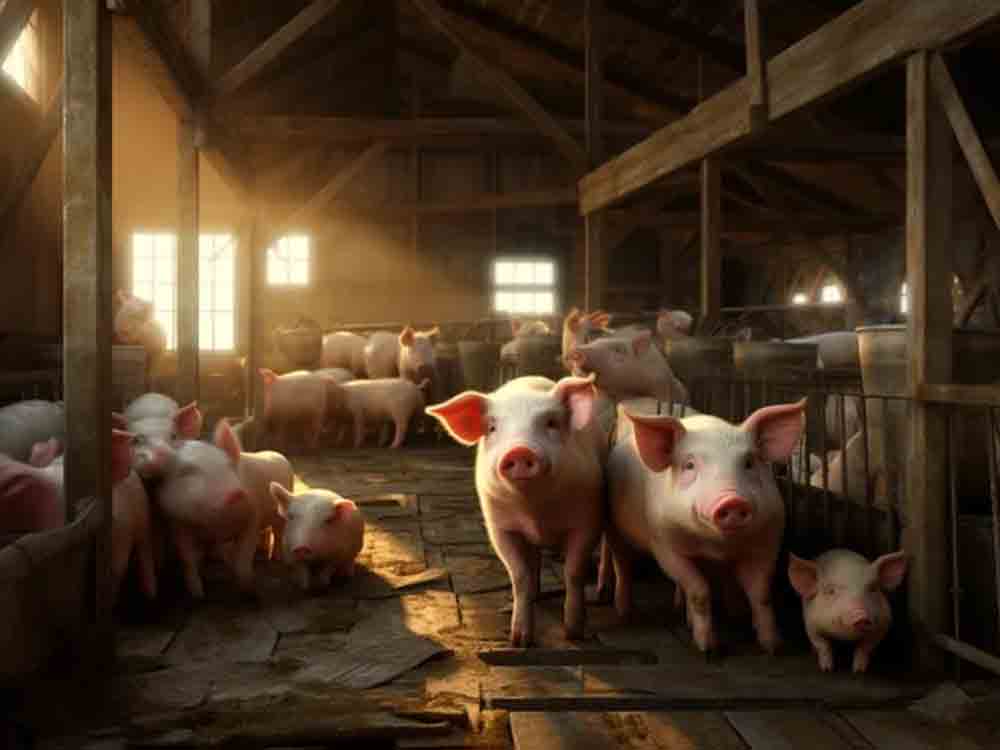 Zu wenig Futter für die Öko Schweinehaltung, ein Kommentar von Bioland zur Sonder AMK »Umbau der Nutztierhaltung«