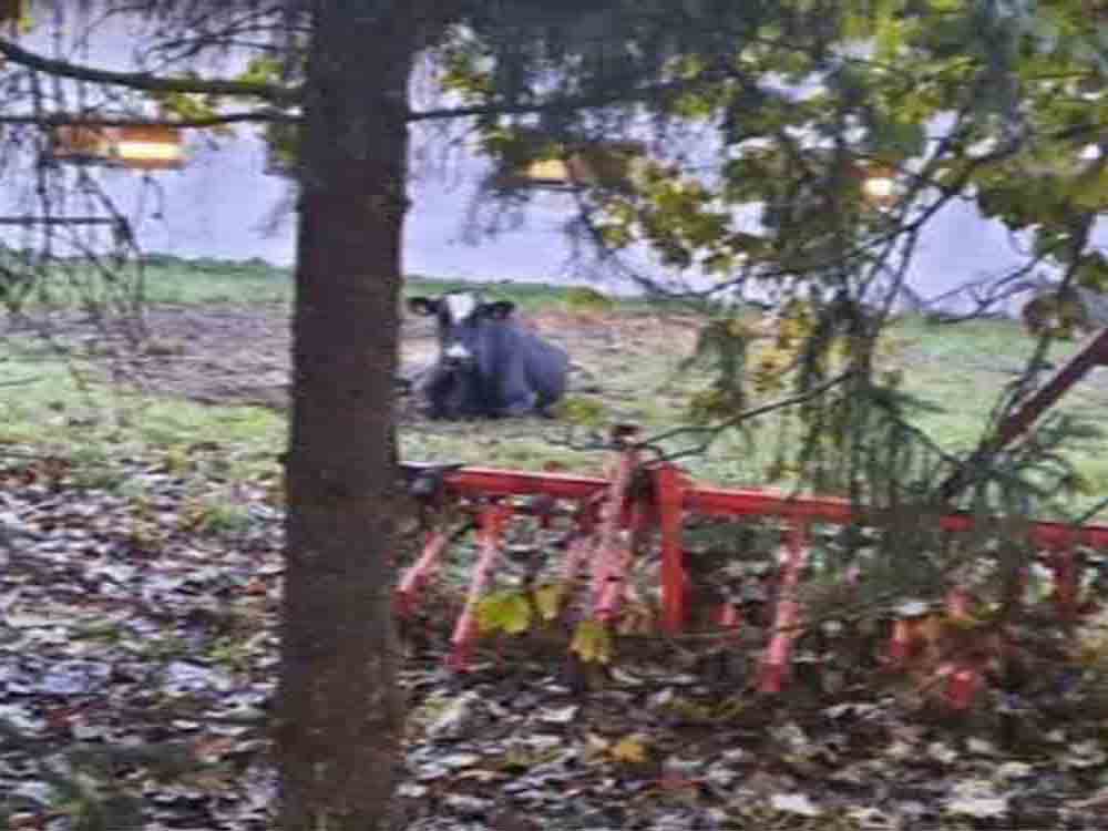 Tierquälerei in Themar: »Downer« Kuh zum Sterben vor den Stall gelegt, Deutsches Tierschutzbüro Tierquälerei in Themar: »Downer« Kuh zum Sterben vor den Stall gelegt, Deutsches Tierschutzbüro