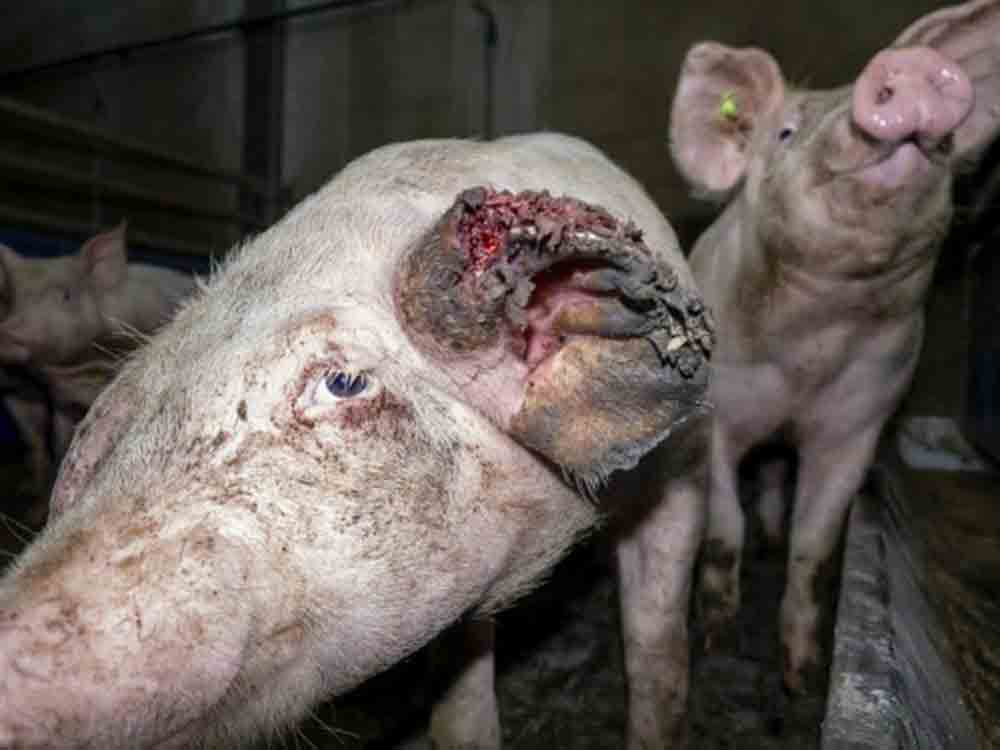 Deutsches Tierschutzbüro: »Versteckte Videoaufnahmen belegen: Tönnies Zulieferer quält Schweine und lässt einige absichtlich verhungern«