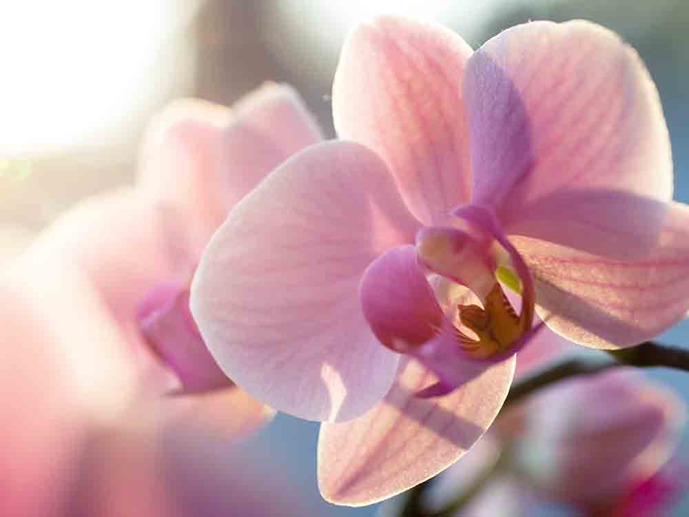 Was sind Orchideen und wo kann man Orchideen am besten züchten?