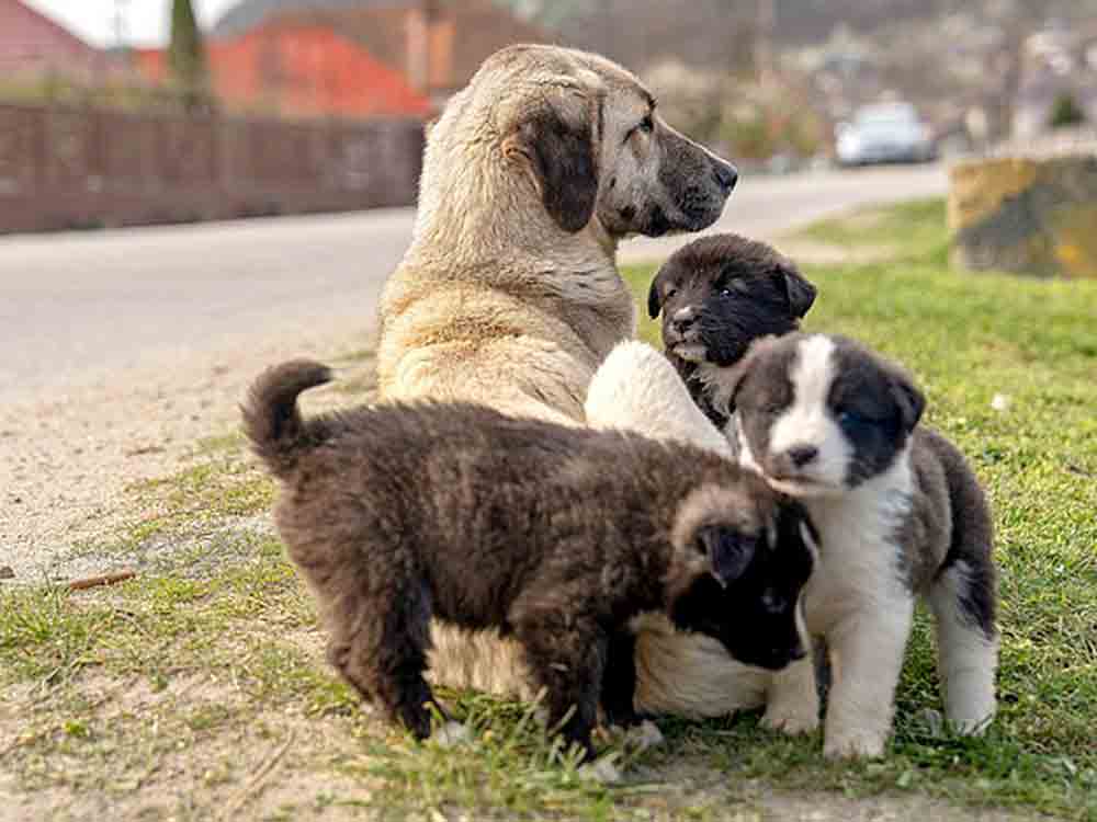 Mitteldeutscher Rundfunk (MDR), »Heimatlose Hunde – rette mich wer kann«, MDR zeigt neue Dokuserie über gerettete Tierschutzhunde