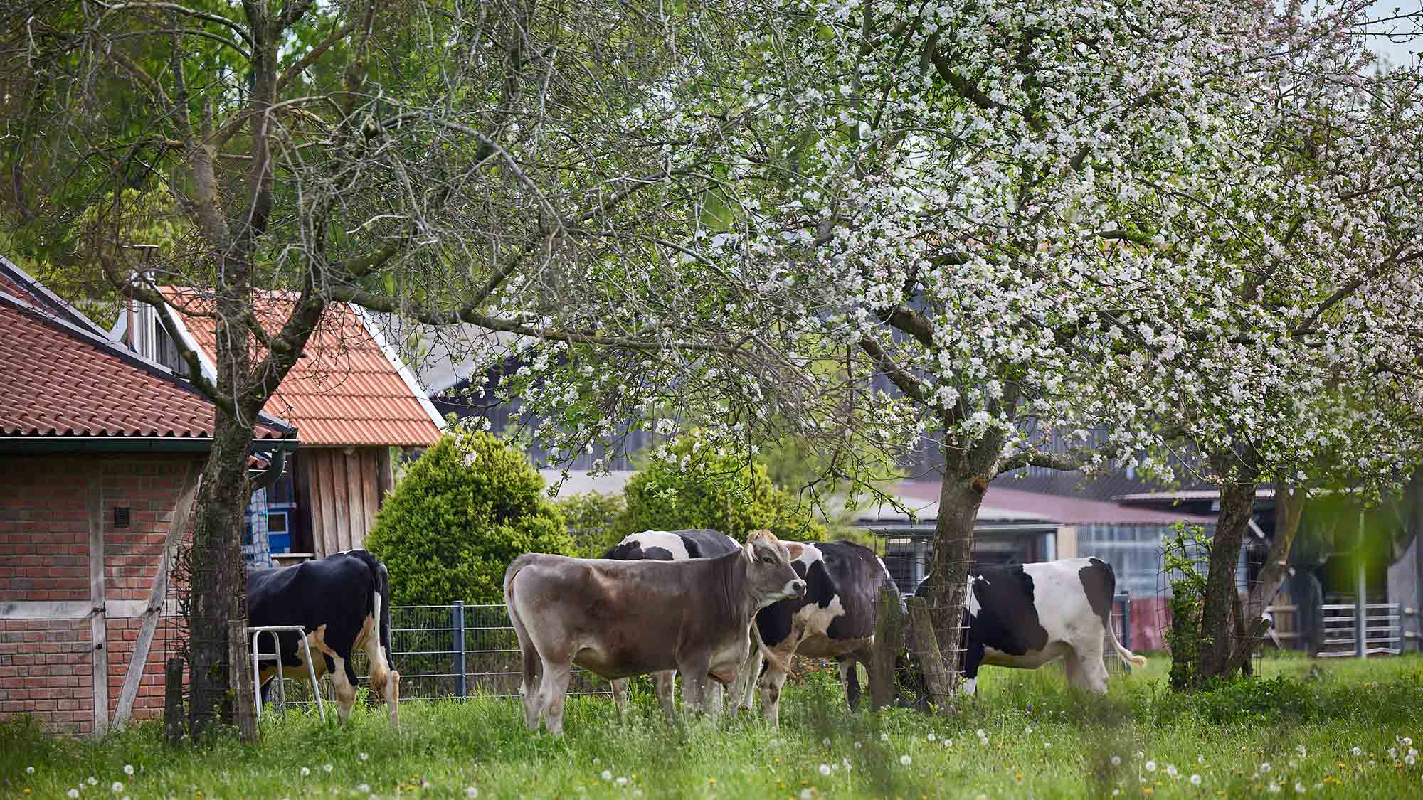 Produktion von Biofleisch: Öko Modellregion Münsterland bietet Exkursion an