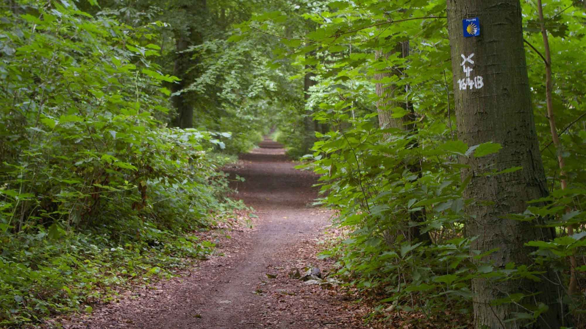 Auf dem X 1648 Westfälischer Friede Weg den Spuren der Friedensboten folgen, WHB lädt zu geführten Wanderungen ein Auf dem X 1648 Westfälischer Friede Weg den Spuren der Friedensboten folgen, WHB lädt zu geführten Wanderungen ein
