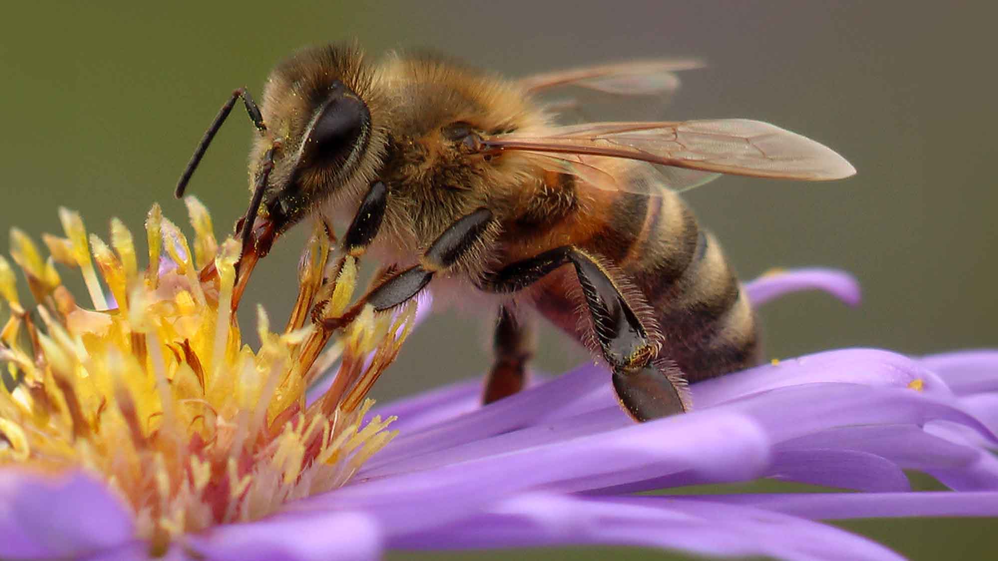Naturschutzteam Gütersloh: Blick in die heimische Natur, die Honigbiene