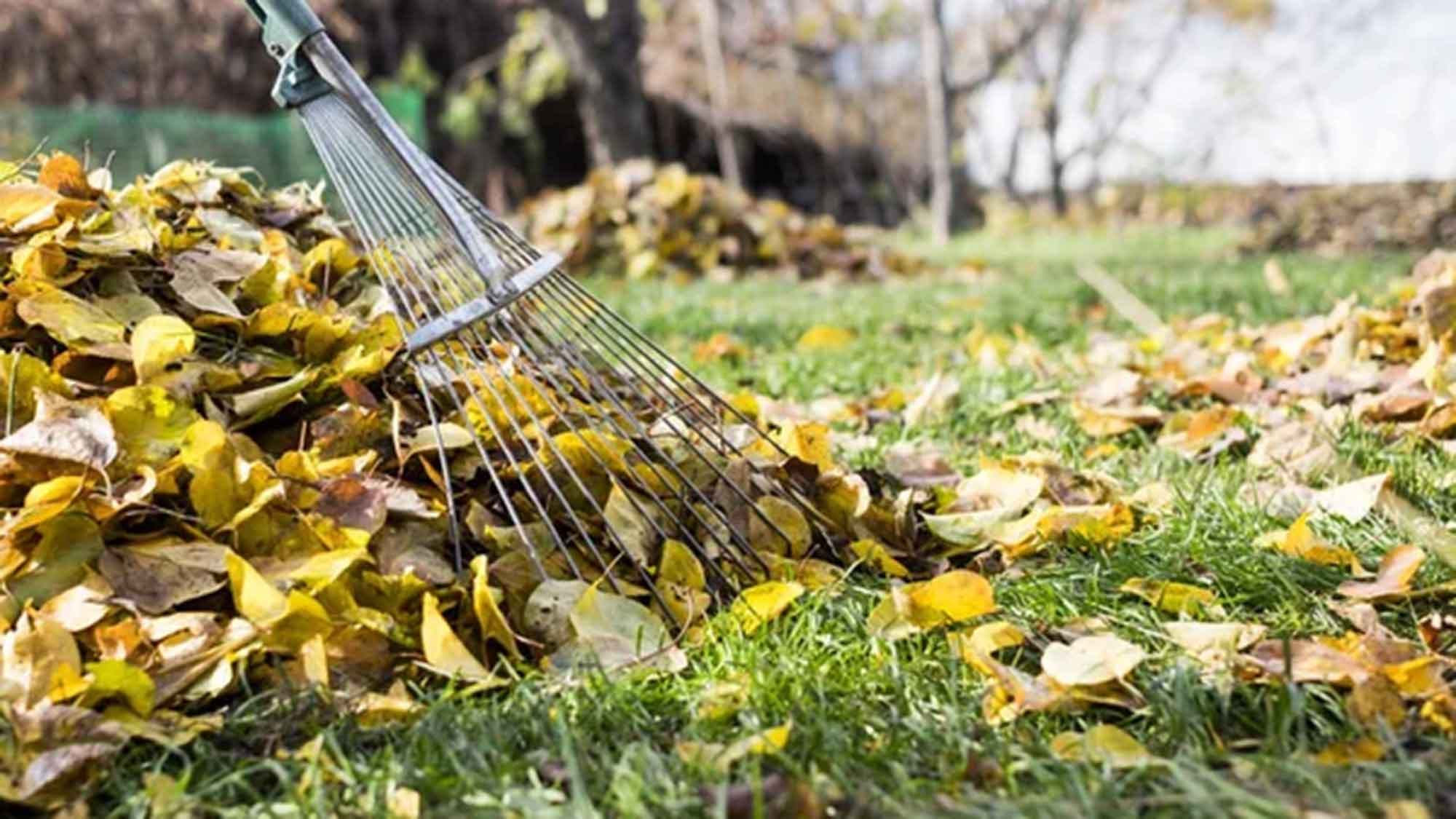 Wohin mit den Gartenabfällen? Kostenlose Anlieferung bei der Stadtreinigung, 18. November 2023